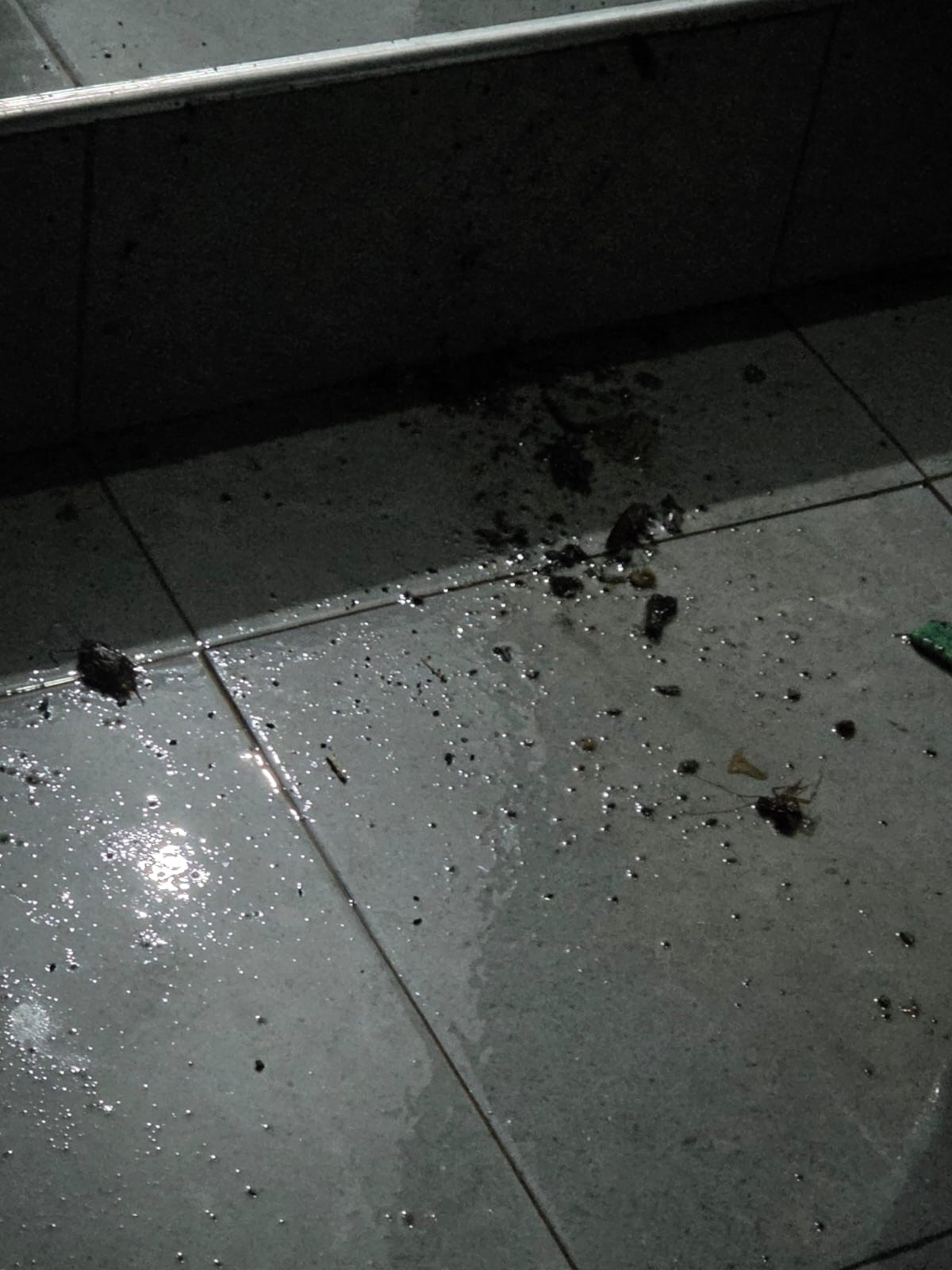 After Bedbug Treatment