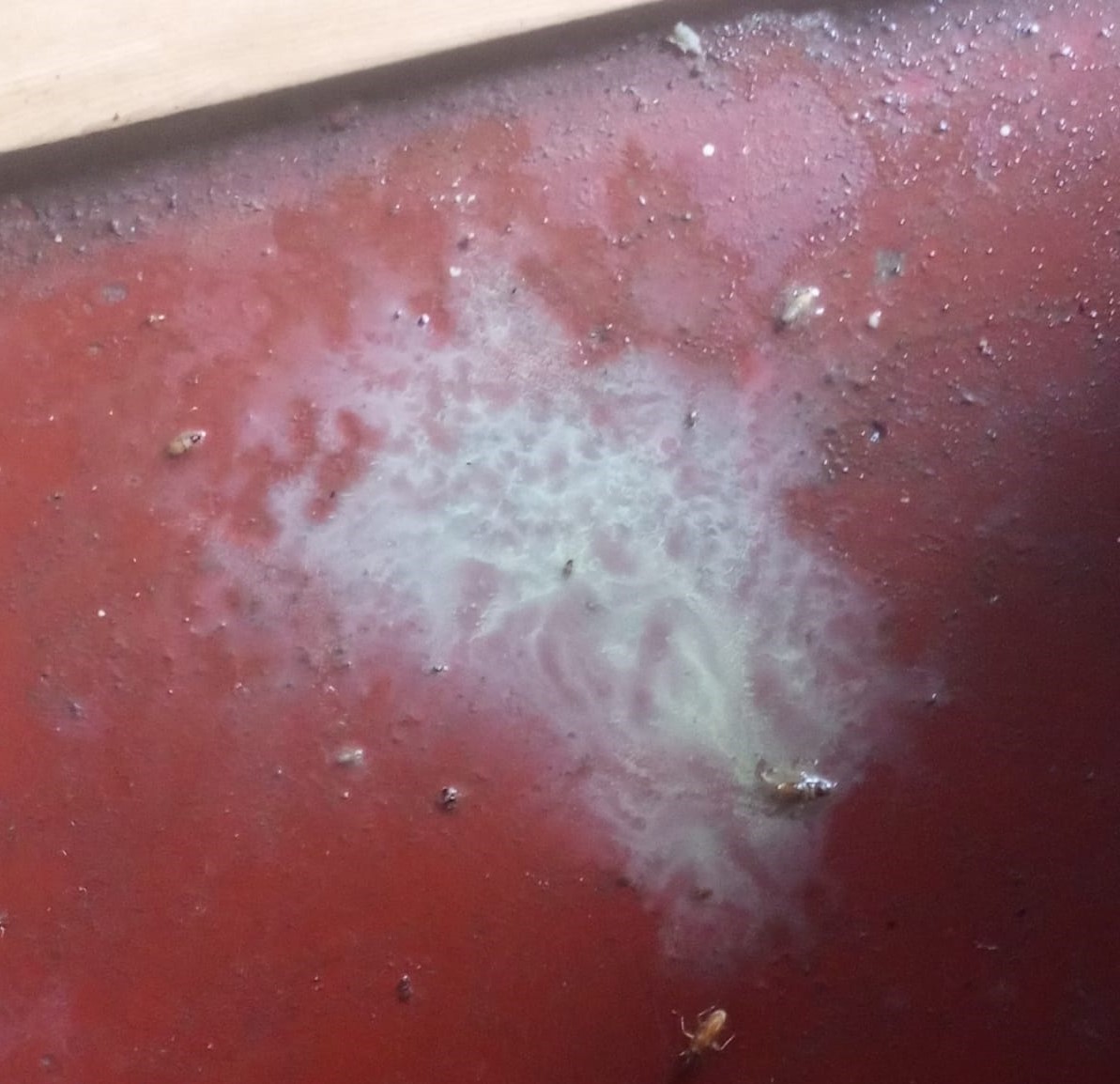 After Fumigation