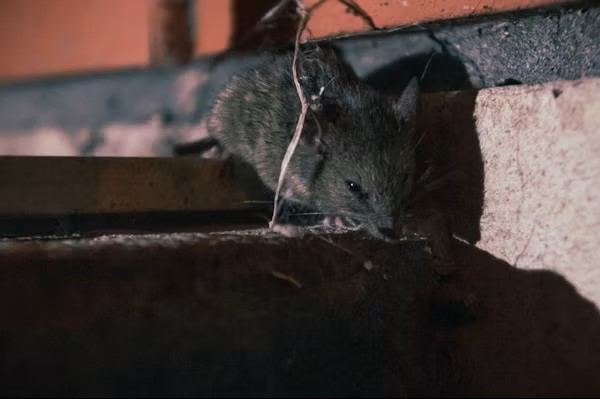 Rodent Control